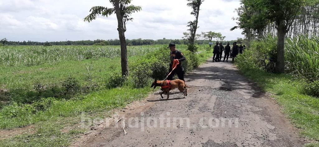 Maling Sapi Marak, Polisi Lumajang Terjunkan Anjing Pelacak