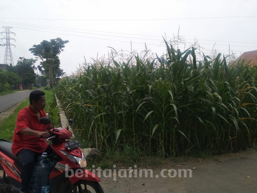 Hama Tikus Serang Tanaman Padi dan Jagung