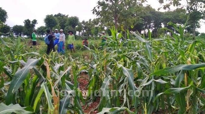 Hama Tikus Teror Petani Tuban, Puluhan Hektar Tanaman Jagung Rusak