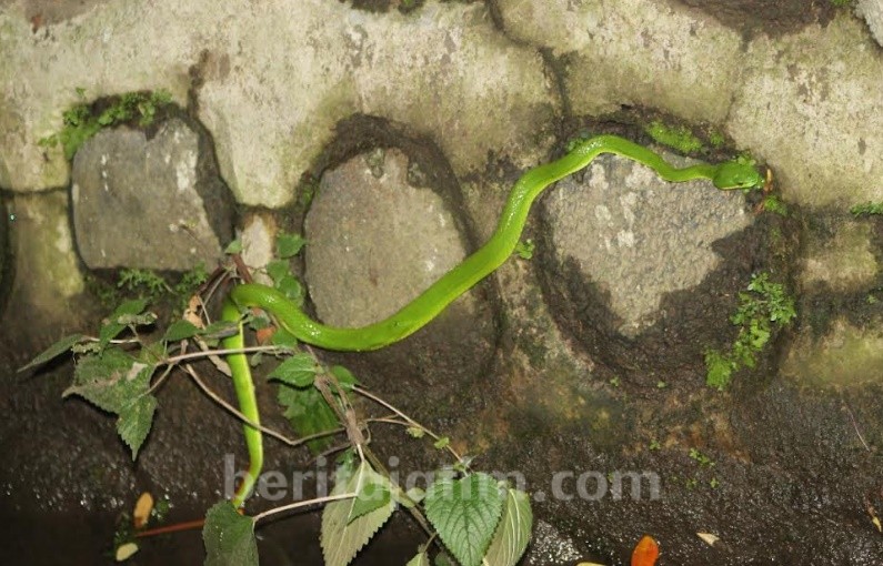 Alhamdulillah, Masih Ada Katak dan Ular Berbisa di Kampus Unej