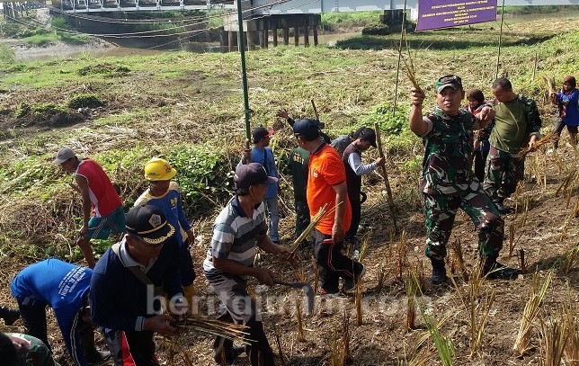 Bantaran Kali Lamong Ditanami 25 Ribu Rumput Vetiver