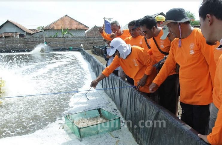 Cuaca Ekstrem Ancam Panen Udang, Jaga Mutu Air & ‘Doping’ Enzim