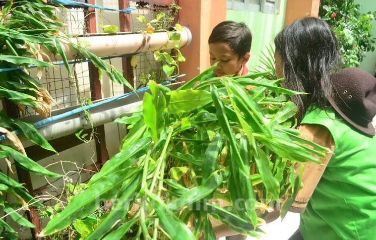 Geger Virus Corona, Ramai-ramai Budidaya Empon-empon di Sekolah