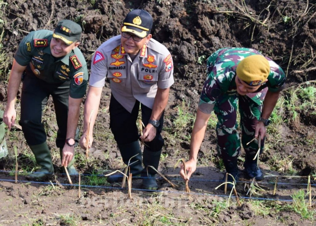 Lestarikan Lingkungan, Petugas Gabungan Tanam Rumput Vetiver di Tanggul Sungai Brantas Porong