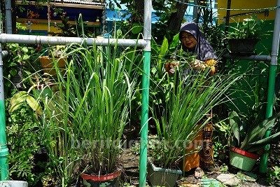 Budidaya Empon-empon Sudah Jadi Kebiasaan di Surabaya