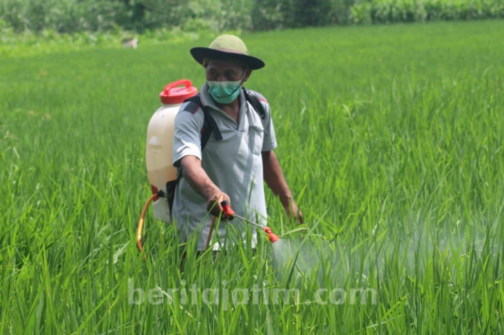 Padi Petani Diserang Blas, Pemkab Kediri Beri Bantuan Fungisida