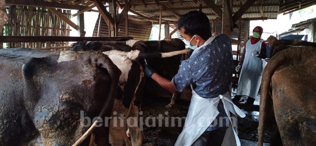 KPP Kabupaten Kediri Antisipasi Antraks dan Brucellosis