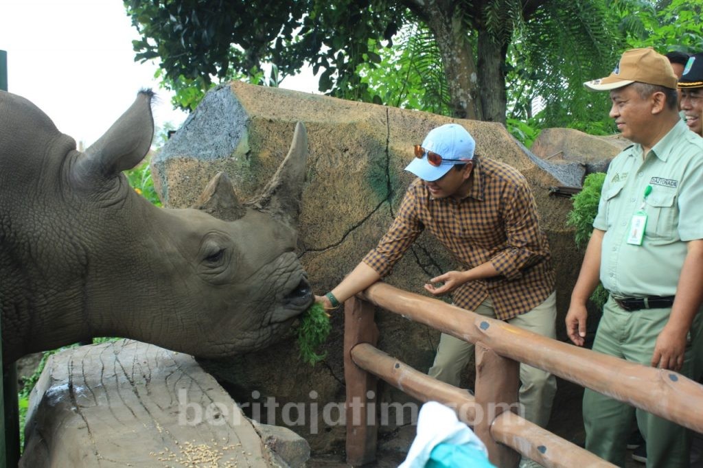 Marak Corona, Tamu Baobab Taman Safari Resort Masih Bisa Feeding Rhino
