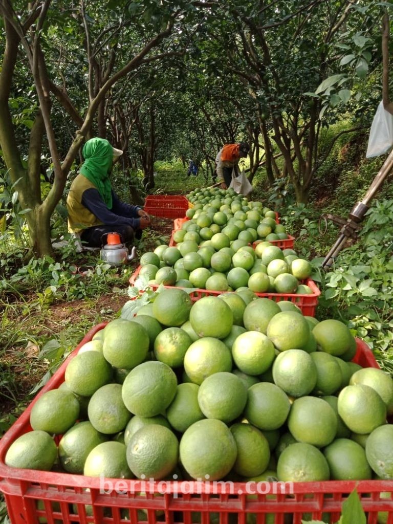 Panen Jeruk Baby Melimpah, Petani Nikmati Untung