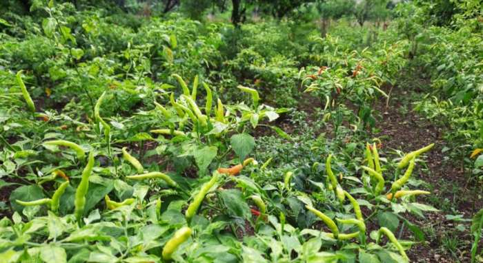 Harga Cabe Rawit di Tuban Anjlok, Per Kilo Hanya Rp 6 Ribu