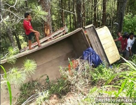 Truk Terguling, Masuk Jurang, Nyangkut di Pohon Pinus