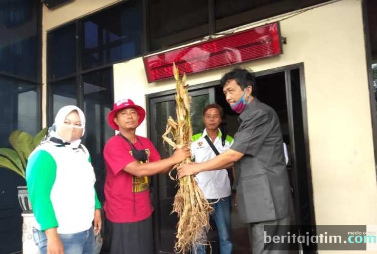 Datangi DPRD Jember, HKTI Hadiahkan Jagung Gagal Panen