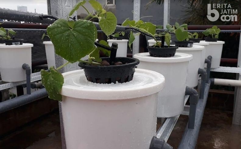 Tips Bertanam Melon Hidroponik Ala Dosen Unair