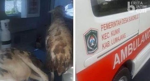 Ambulans Dipakai Angkut Kambing, Wabup Lumajang: Memalukan..