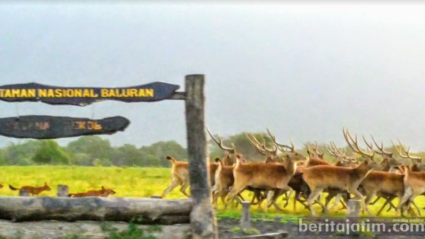 Hewan Liar Baluran Bebas Keluar di Tengah Pandemi Covid-19