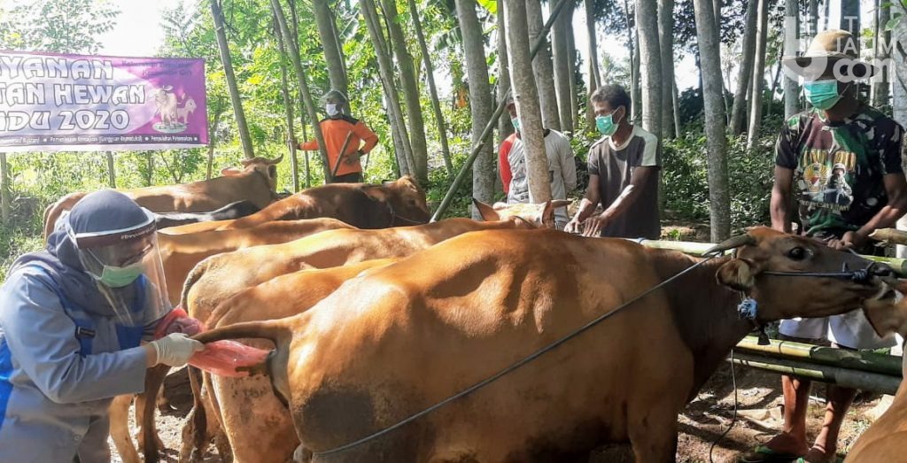 Awas, Ternak Banyuwangi Berpotensi Terserang Penyakit Ini