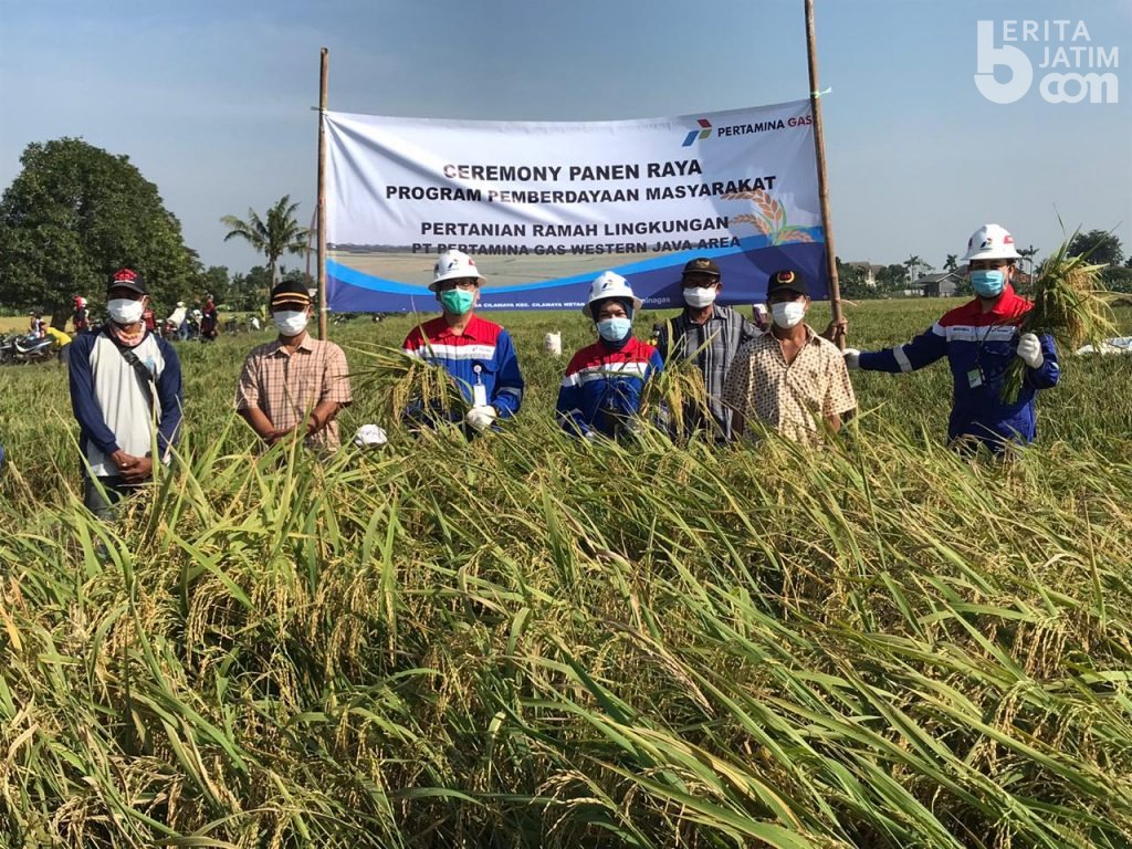 Di Tengah Pandemi Covid-19, Gapoktan Saluyu Binaan Pertagas Kembali Panen Padi Organik