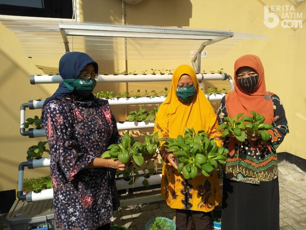 Panen Hidroponik, Tim Pengabdian Masyarakat FKK Unusa Akan Kembangkan Lebih Besar ke Masyarakat