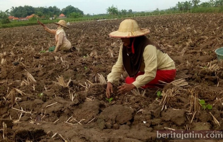 Kecemasan Hantui Petani Tembakau di Pamekasan