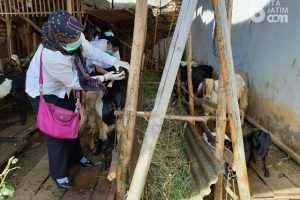 Dinas Peternakan Sumenep Keliling Kecamatan Cek Kesehatan Hewan Kurban