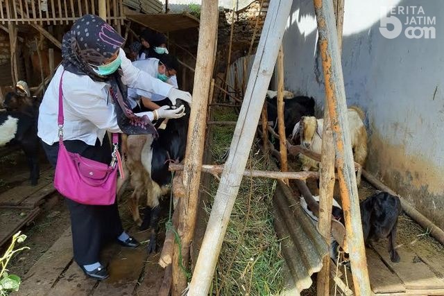 Dinas Peternakan Sumenep Keliling Kecamatan Cek Kesehatan Hewan Kurban
