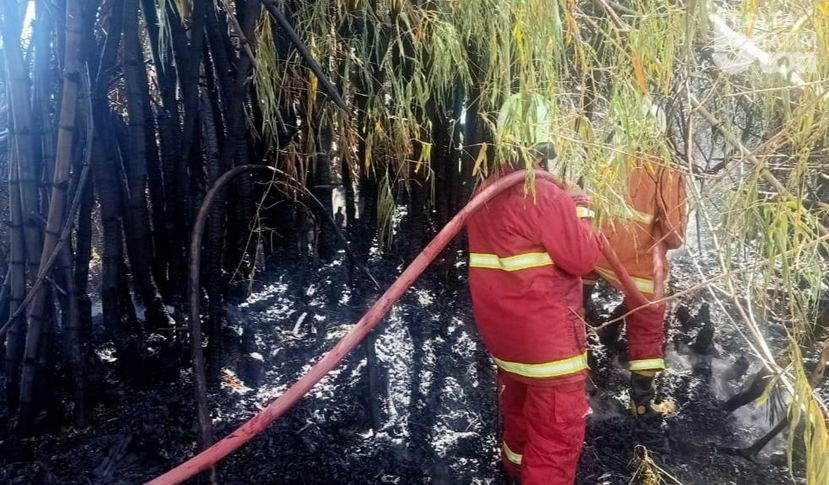 Bakar Daun Bambu Kering, Api Meluas dan Membahayakan Permukiman Warga