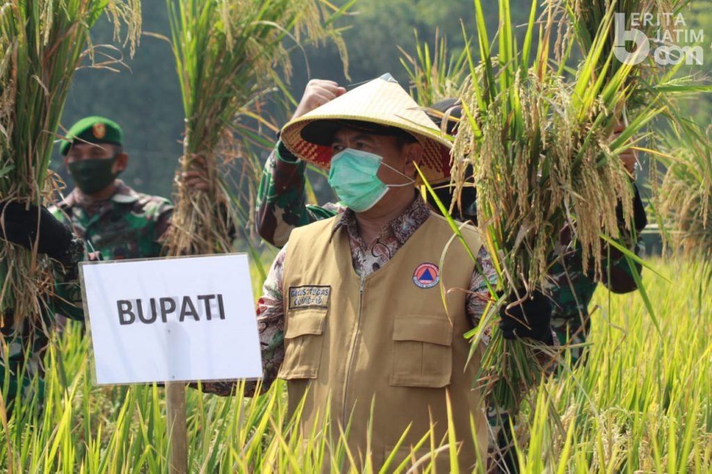 Usai Peletakan Batu Pertama Program Retilahu, Bupati Mojokerto Panen Raya