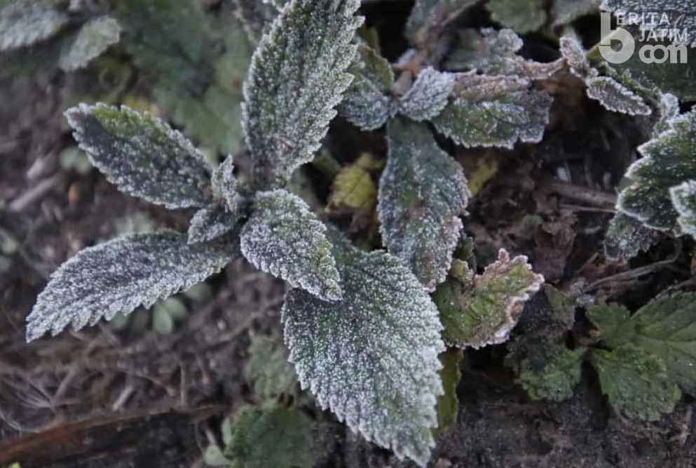 Suhu Capai 3 Derajat Celcius, Embun Upas Muncul di Gunung Bromo