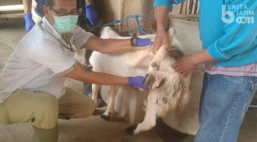 DKPP Kediri Periksa Kelayakan Hewan Kurban