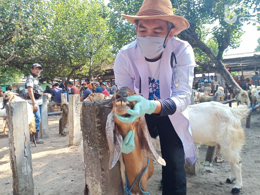 DKPP Kota Kediri Temukan Hewan Cacat Bawaan