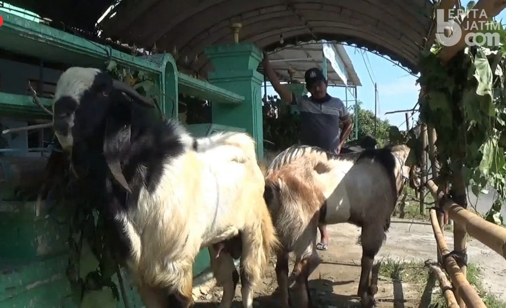 Pandemi, Pedagang Kambing Kurban di Kediri Ikut Terdampak