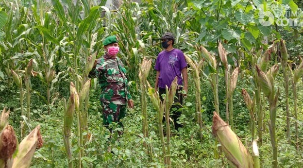 Cara Babinsa Doho Tingkatkan Ketahanan Pangan di Tengah Pandemi