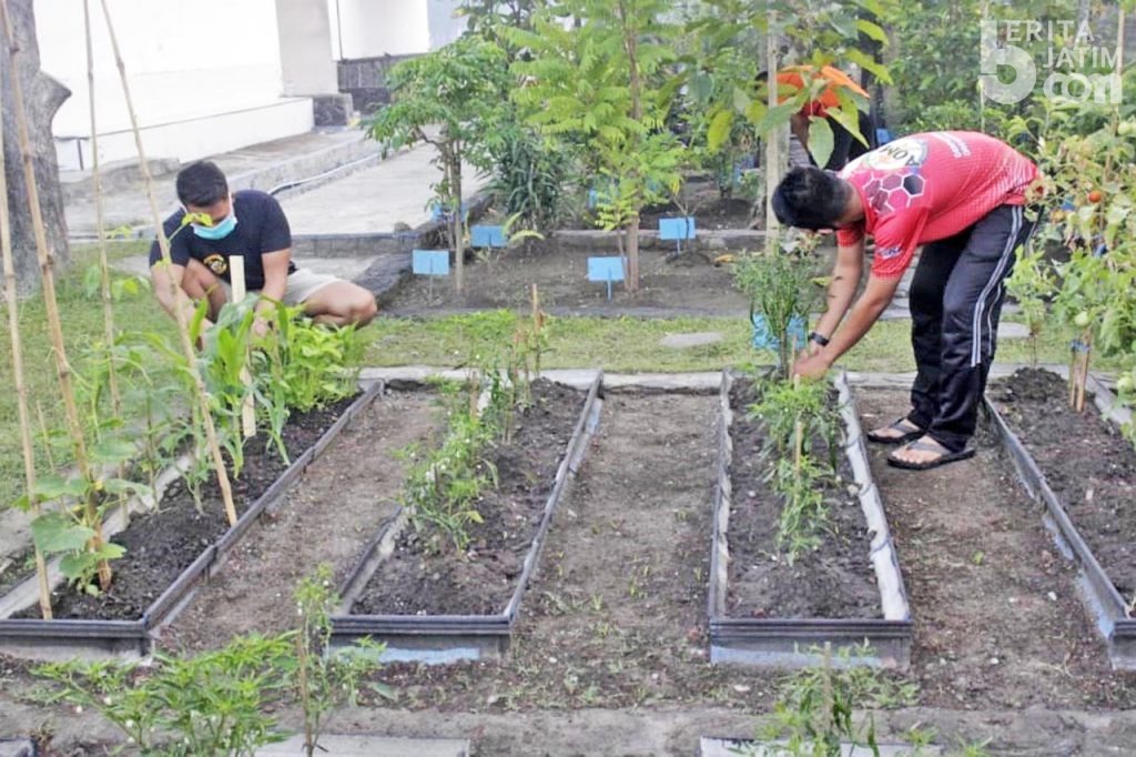 Prajurit Yonif 3 Marinir Rawat Tanaman Toga