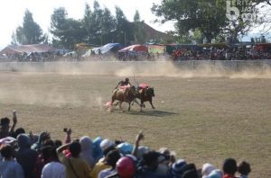 Kerapan Sapi di Lapangan Priok Ketapang Dibanjiri Ribuan Penonton