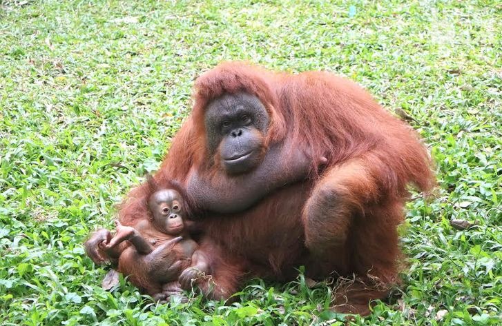 Kenalan dengan Nanda, Bayi Orangutan yang Baru Lahir di Taman Safari Prigen