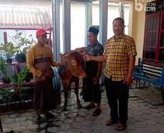 Maling Kesiangan Tinggalkan Sapi di Hutan