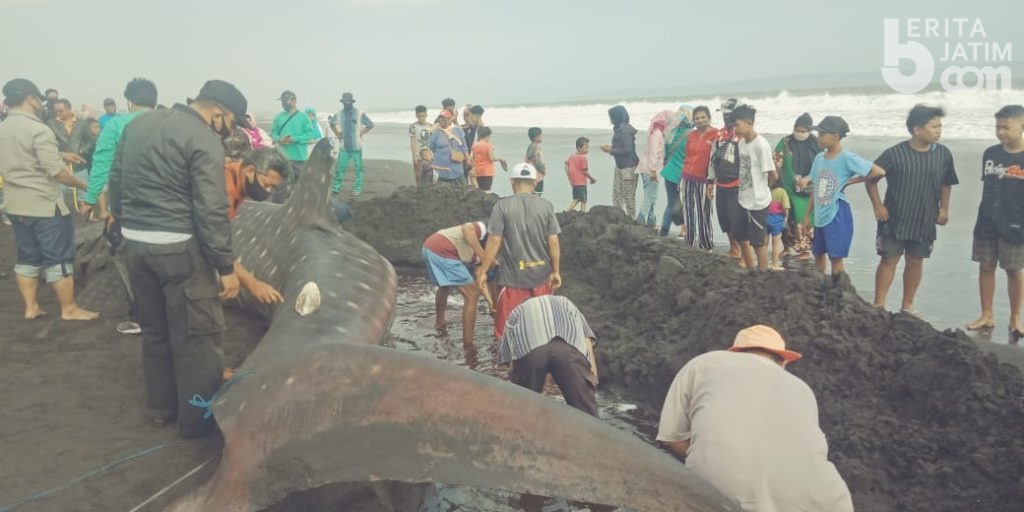 Hari Hiu Paus Internasional, Bangkai Hiu Tutul 9 Meter Dibuat Swafoto Warga Jember