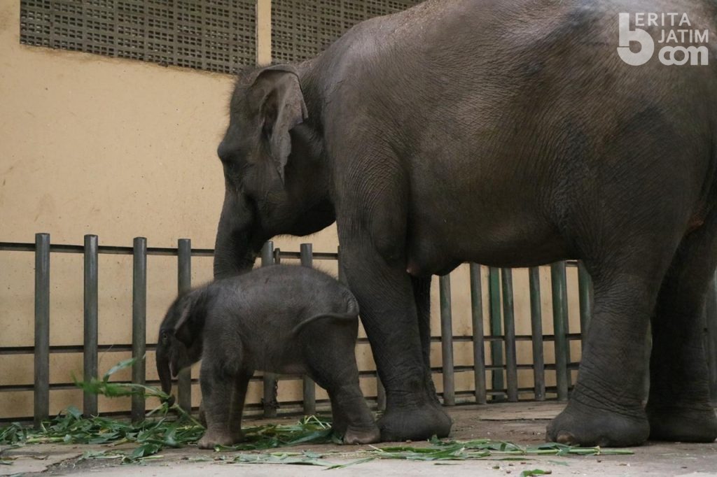Gajah Sumatra Taman Safari Lahir di Tengah Pandemi