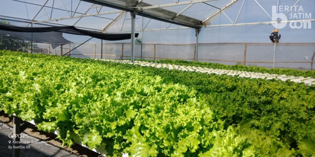 Hidroponik Alternatif Berkebun di Lahan Sempit
