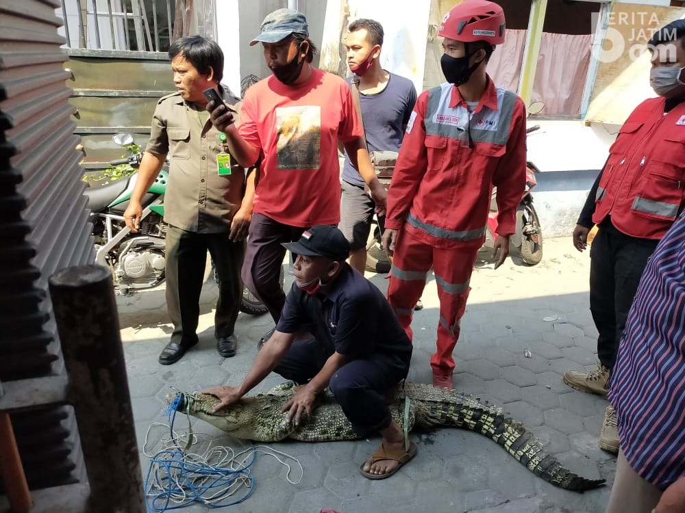 BKSDA Jatim Evakuasi Buaya Muara Milik Warga Kauman Mojokerto