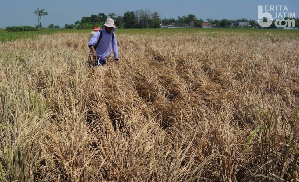 1.069 Hektar ‘Dipanen’ Tikus, 600 Hektar Diserang Wereng