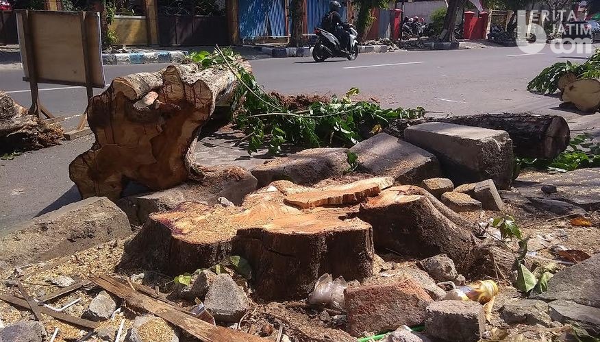Ratusan Pohon Penghijauan Jalan Dipotong, Warga Mengaku Kepanasan