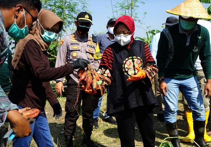 Risma Panen Ketela Rambat Madu di Lakarsantri