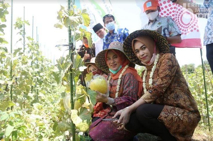 Hj Mimin Ketua TP-PKK Sampang Panen Melon