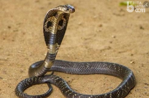 Ular Cobra Gegerkan Warga Kampung Bukit Tengger Benowo