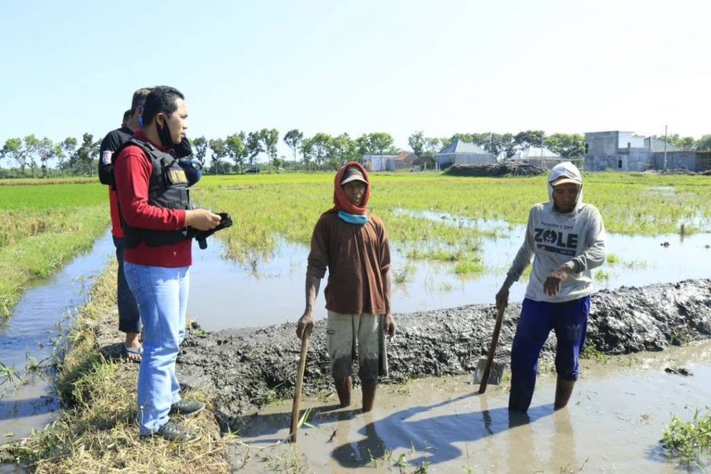 Sambangi Petani, Bupati Lumajang Turun ke Sawah