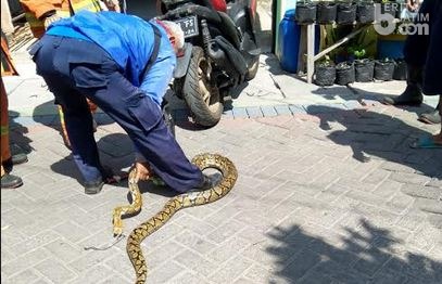 Warga Medokan Ayu Utara Geger Ular Piton
