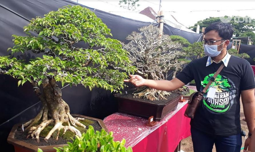 PBB Gelar Pameran Bonsai Regional Pertama Terbesar di Malang Raya