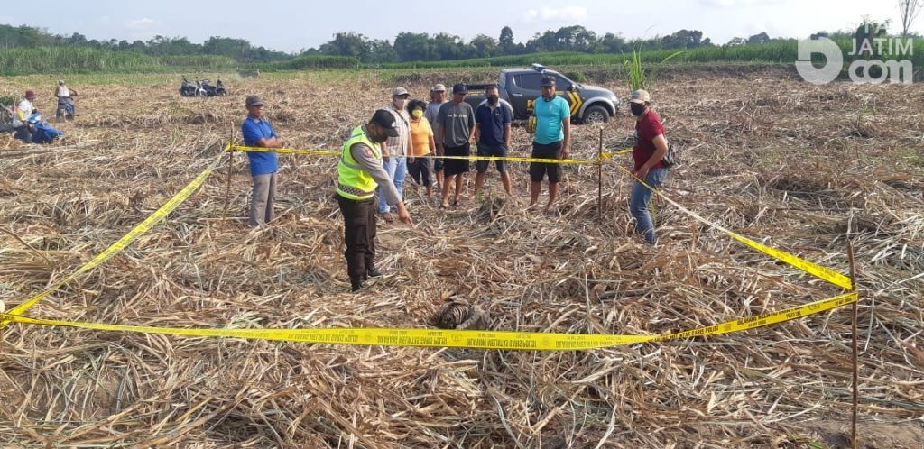 Pekerja Tebang Tebu Temukan Kerangka Manusia Pakai Celana Pendek