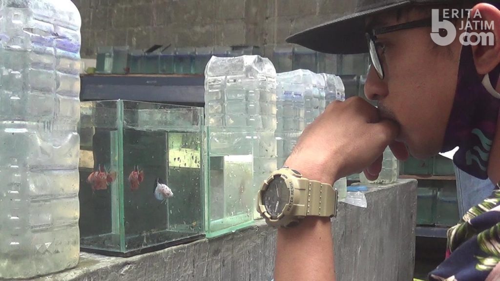 Masa Pandemi, Bisnis Ikan Cupang Kediri Justru Melesat ke Pasar Internasional